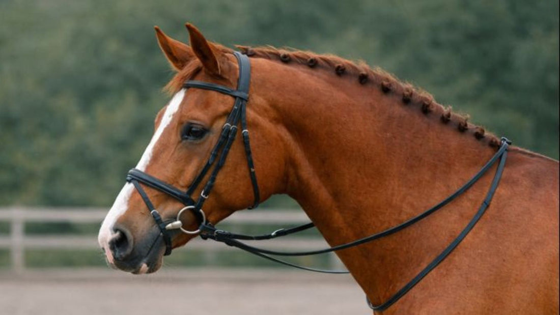 🐴 The Language of Bits: Their Influence on Balance, Brakes and Trust