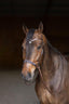 HFI freedom bitless bridle - HorseworldEU